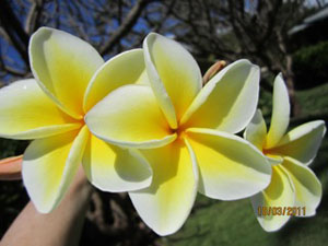 Plumeria