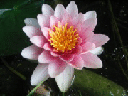 seerose